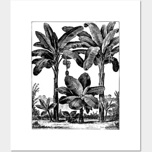 Vintage Banana Trees Posters and Art